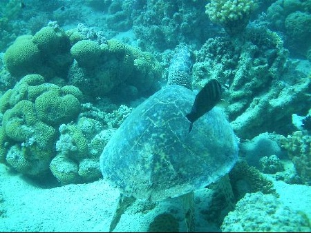 "Meereschildkröte unterwegs"
