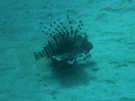 "so schön und gefährlich, Rotfeuerfisch, tödlich wenn er zuschlägt"